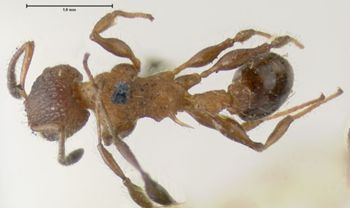 Media type: image; Entomology 21017   Aspect: habitus dorsal view
